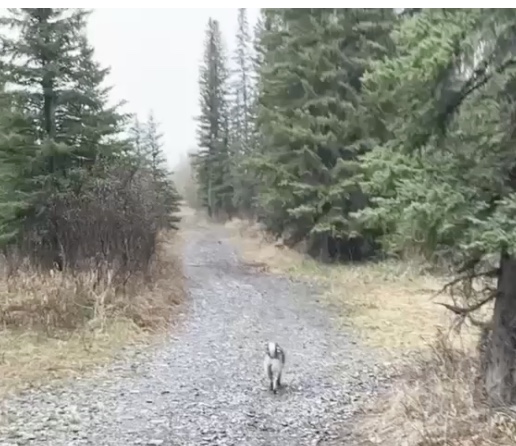 A small dog walks along a gravel path surrounded by evergreen trees on a foggy or overcast day.